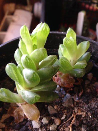 Haworthia reticulata - haworthia