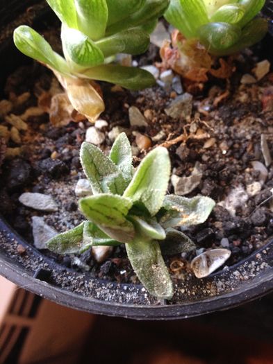 Haworthia pygmaea
