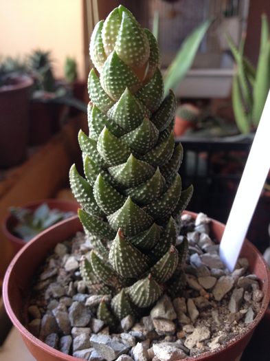 Haworthia coarctata v chalwini