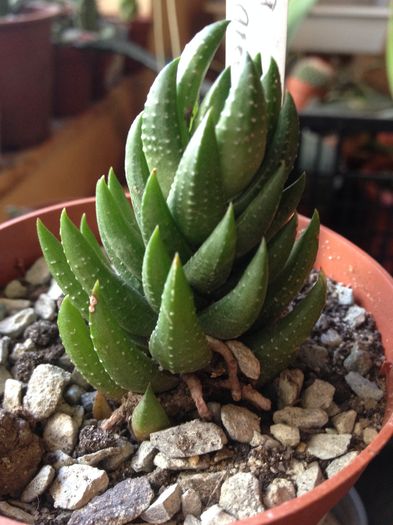 Haworthia coarctata fma greeni