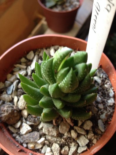 Haworthia coarctata fma greeni