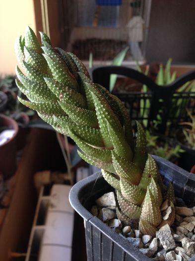 Haworthia coarctata v adeladensis