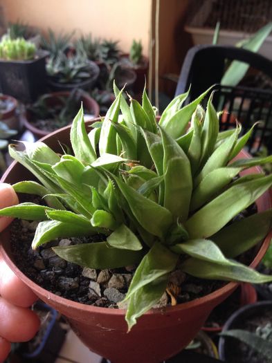 Haworthia turgida 5 lei buc - Disponibile Noiembrie