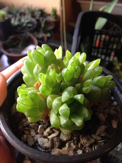 Haworthia umbraticolanr