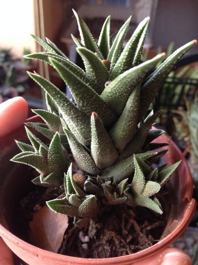 Haworthia tortuosa tortela