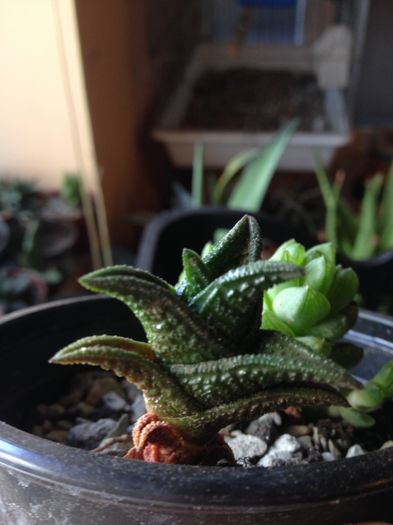 Haworthia nigra