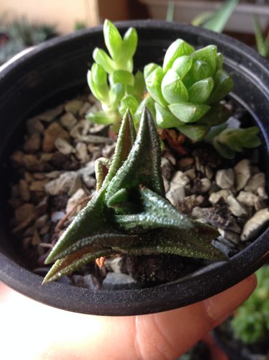 Haworthia nigra
