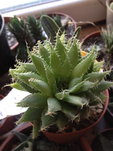 Haworthia arachnoidea