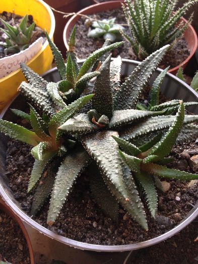 Haworthia pearls drops