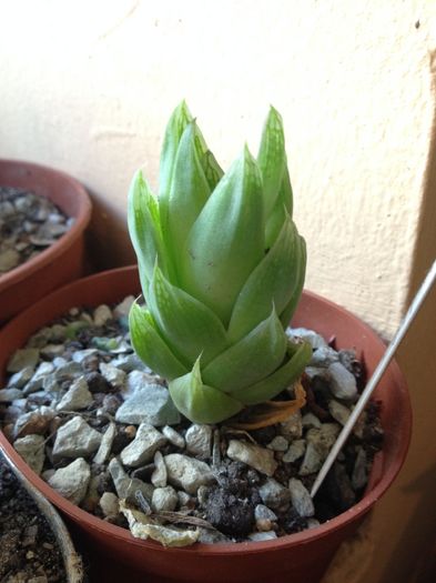 Haworthia planifolia
