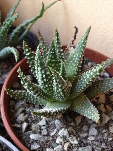Haworthia pumila