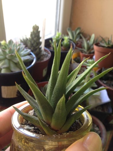 Haworthia longifolia