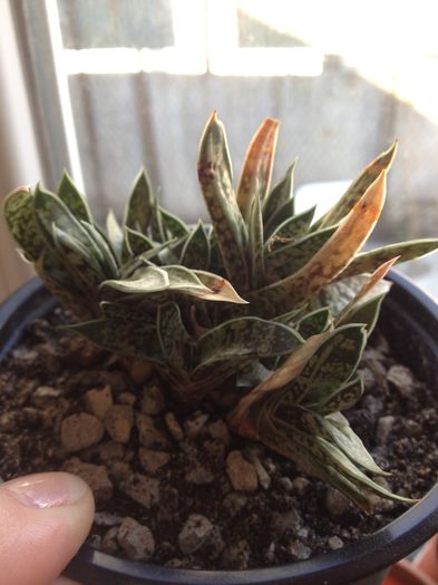 image - Gasteria