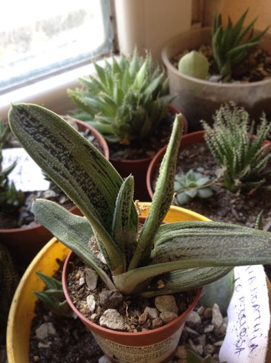 Gasteria kodashara - Gasteria