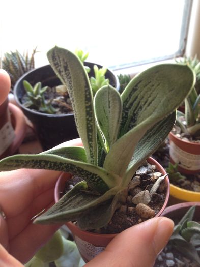 Gasteria kodashara - Gasteria