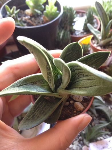 Gasteria kodashara - Gasteria