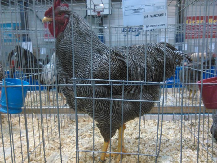 IMG_20160207_093519 - Pasari Expo Otopeni