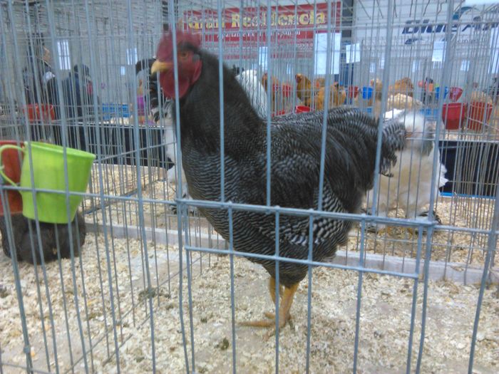 IMG_20160207_093545 - Pasari Expo Otopeni