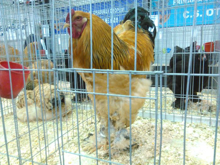 IMG_20160207_094409 - Pasari Expo Otopeni