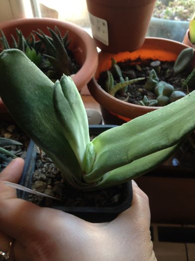 Gasteria nitida - Gasteria