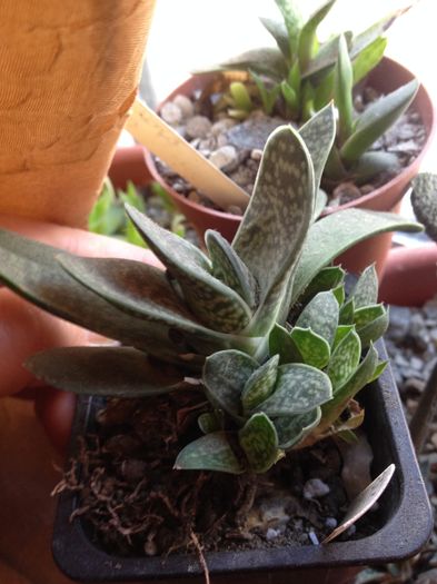 Gasteria bicolor - Plante suculente