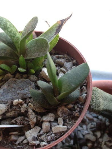 Gasteria glomerata