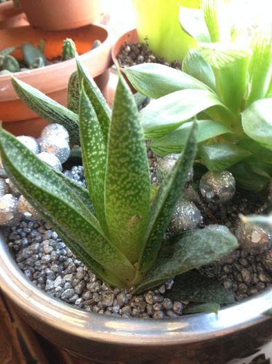 Gasteraloe - Gasteria