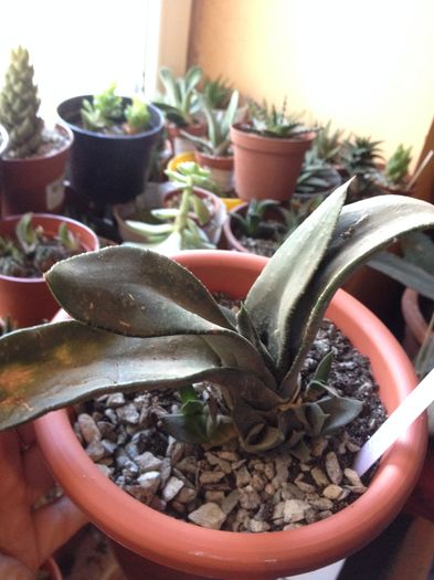 image - Gasteria