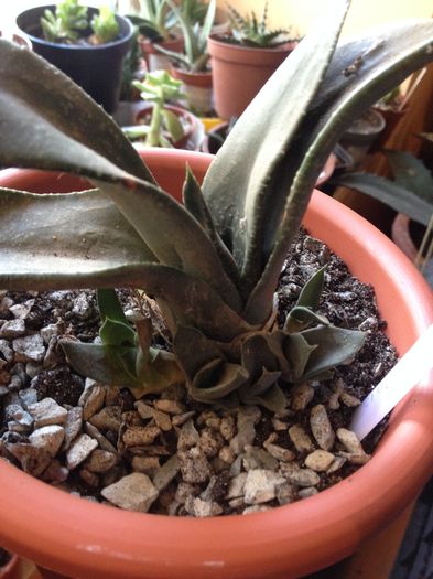 Gasteria crouceri - Gasteria