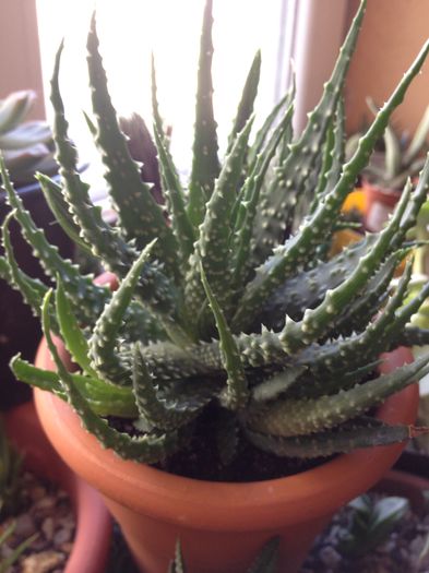 Aloe humilis