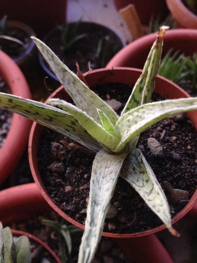 Aloe snowflake