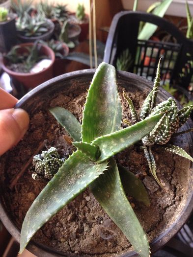 Aloe saponaria