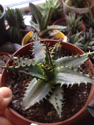 Aloe erinacea - Aloe