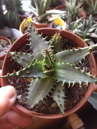 Aloe erinacea - Aloe