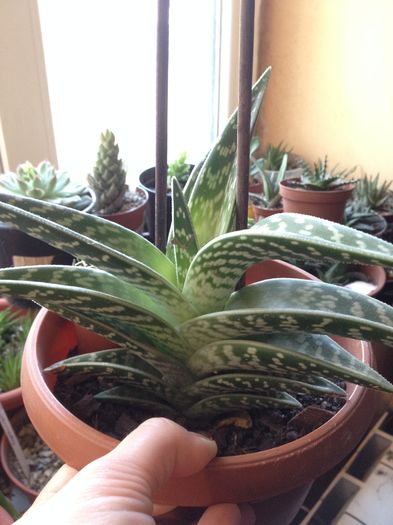 Nr13-5 lei puiul de aloe variegata - Aloe