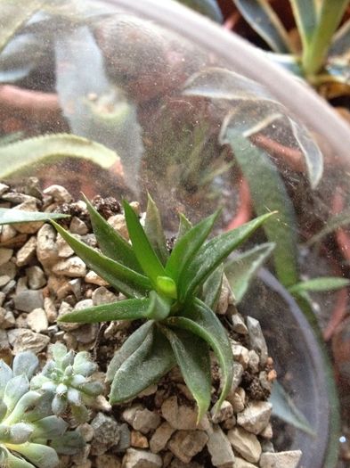 Alworthia black jam 5 lei - Disponibile Noiembrie