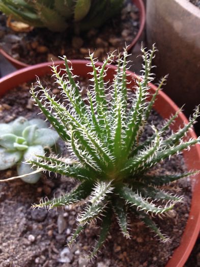 Aloe hawothioides - Aloe