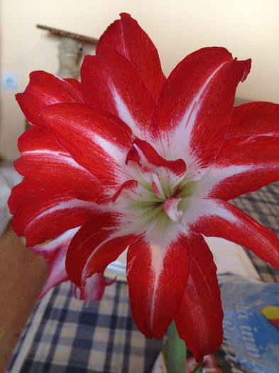 Amaryllis splash - floricelele mele