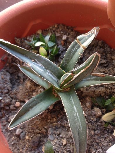 Agava victoria reginae - Colectia mea de agave