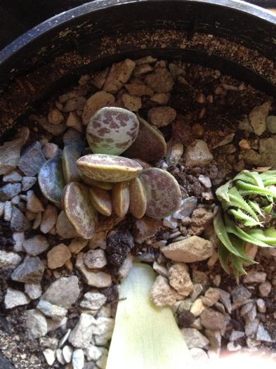 Andromichus cooperi - SUCULENTE