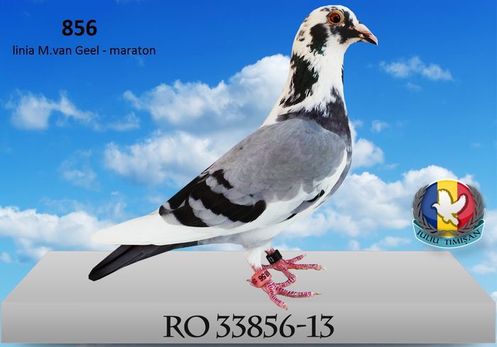 RO 33856-13 - Femele