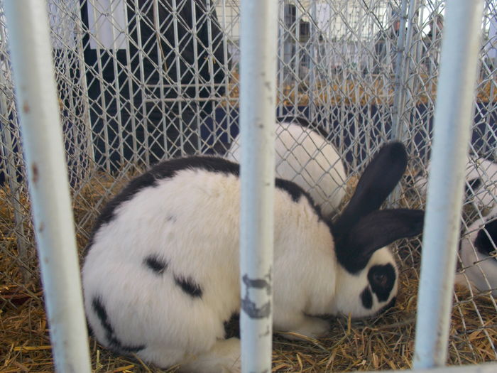 DSCN0990 - EXPO-2016-AVIROM-BRASOV