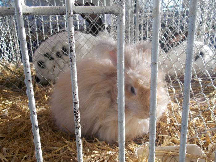 DSCN0991 - EXPO-2016-AVIROM-BRASOV