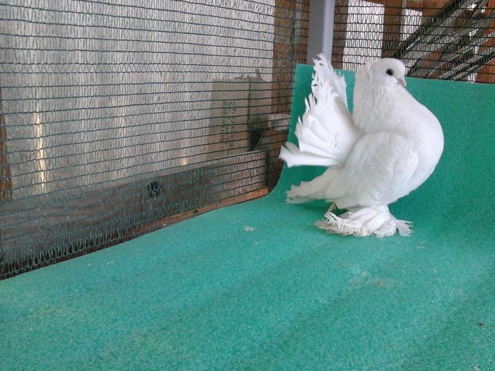 M 9884, 2015, VANDUT