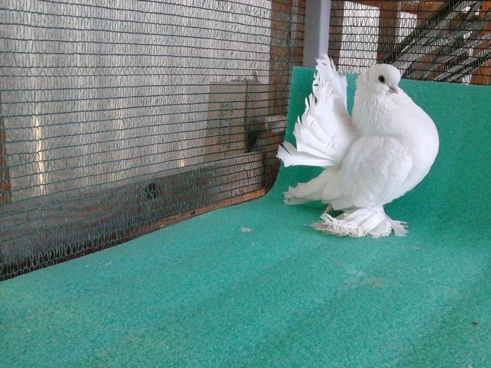 M 9884, 2015, VANDUT!