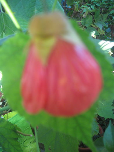 IMG_2454 - Abutilon