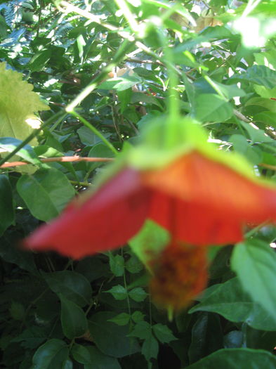 IMG_2455 - Abutilon