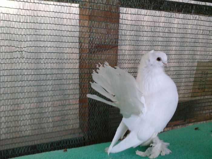 M 5286, 2015, 200 lei