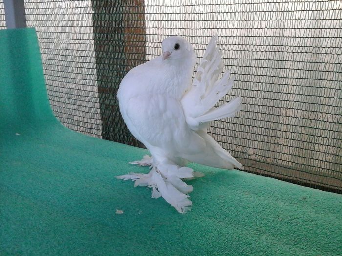 M 5287, 2015, productie proprie