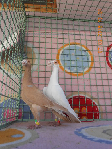 PERECHEA NR. 9